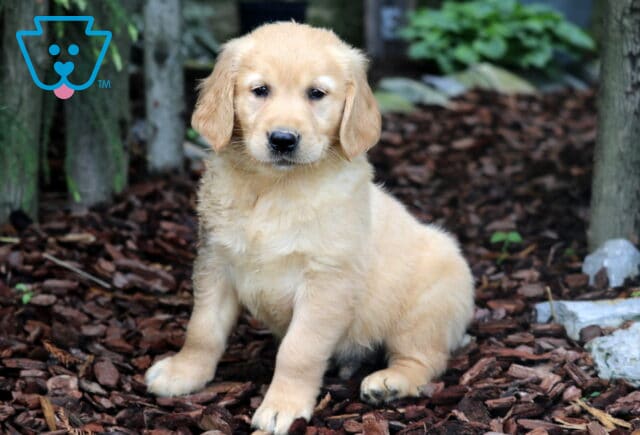 Golden Retriever puppy with soft, wavy fur sitting attentively on mulch in a shaded outdoor area surrounded by trees and greenery. image