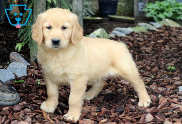 Golden Retriever puppy standing alert on a bed of mulch with trees, rocks, and greenery in the background, looking calm and poised. image