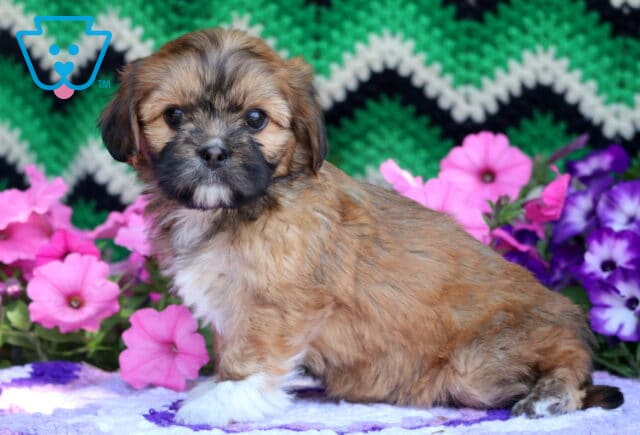 Cream and white Australian Shepherd Mix puppy with striking blue eyes, lying on a bed of mulch with a pile of rocks and greenery in the background. image