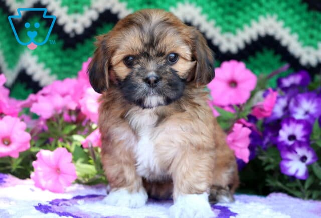 Sweet-faced Cava Tzu puppy with a soft brown and black coat, sitting calmly among pink and purple flowers with a green zigzag blanket in the background. image