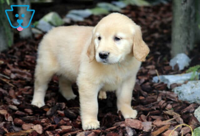 Honey Golden image