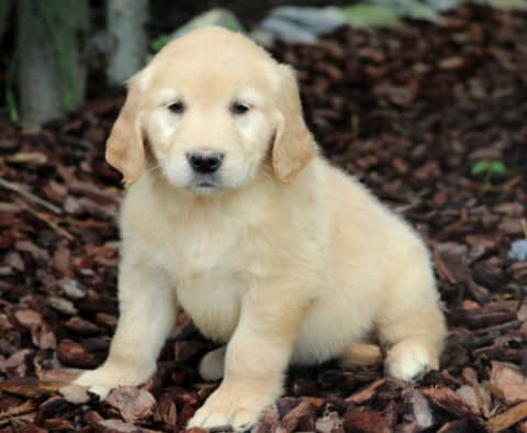 Honey Golden2