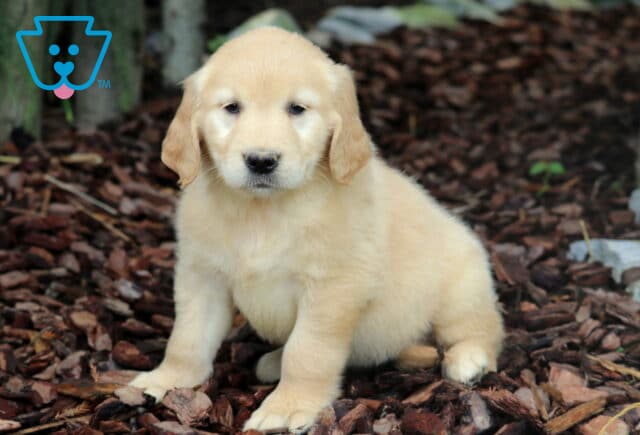 Honey Golden2 image