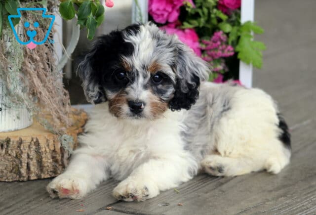 Honeybee Cockapoo image