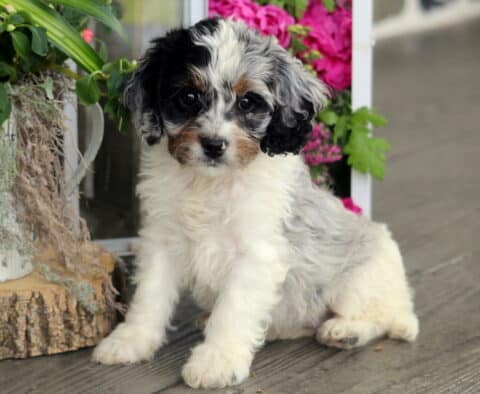 Honeybee Cockapoo2