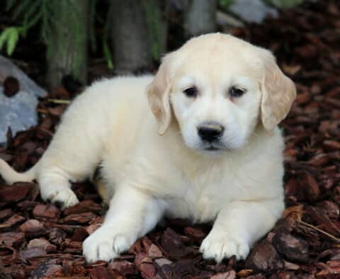 Cream-colored Golden Retriever puppy lying down on bark mulch, gazing softly at the camera with a peaceful expression in a shaded garden area.