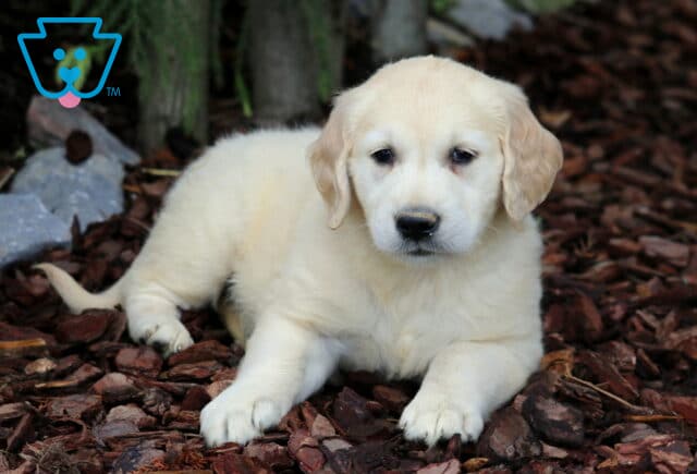 Cream-colored Golden Retriever puppy lying down on bark mulch, gazing softly at the camera with a peaceful expression in a shaded garden area. image
