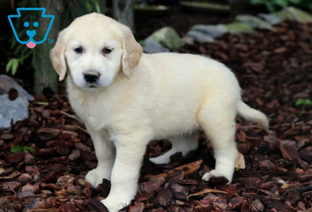Light cream-colored Golden Retriever puppy standing on bark mulch, gazing forward with a gentle look in a wooded garden area. image