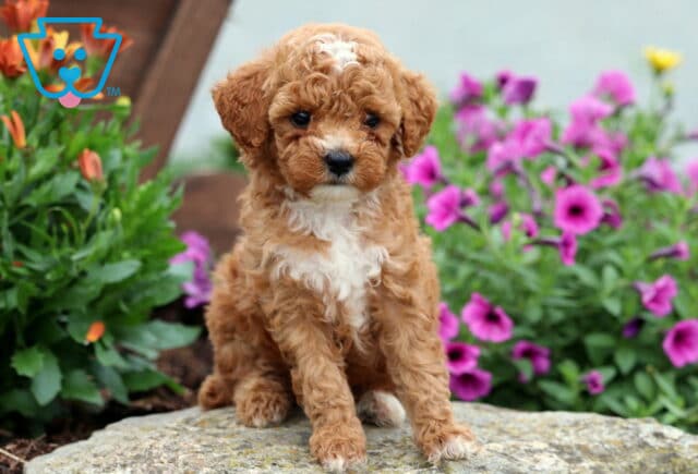 Adorable Mini Poodle puppy with curly apricot and white fur sitting on a rock, surrounded by blooming purple and orange flowers, gazing sweetly at the camera. image