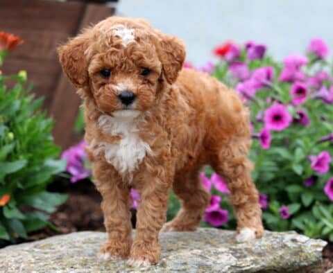 Curly-coated Mini Poodle puppy with apricot and white fur stands on a rock, framed by vibrant purple and orange flowers in full bloom.