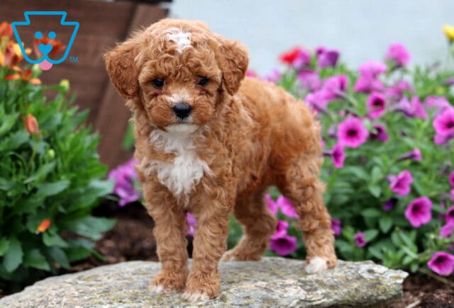 Curly-coated Mini Poodle puppy with apricot and white fur stands on a rock, framed by vibrant purple and orange flowers in full bloom. image