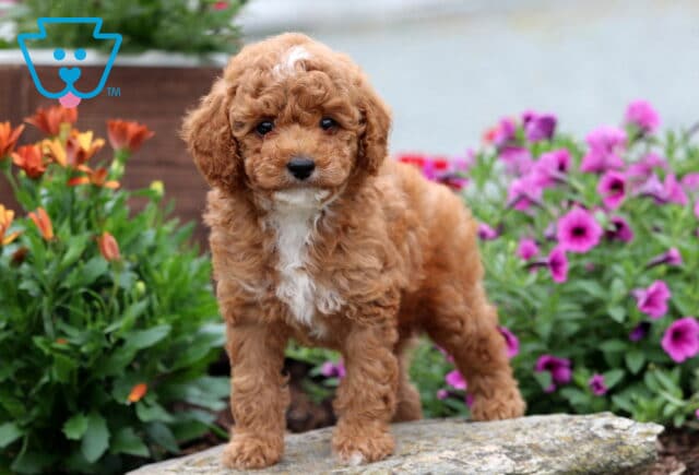 Adorable Mini Poodle puppy with a fluffy apricot coat and white chest stands confidently on a rock, surrounded by blooming orange and purple flowers. image