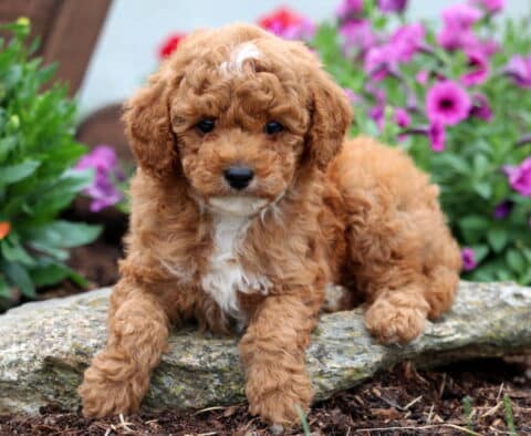 Curly-coated Mini Poodle puppy with apricot fur and a white chest lounges on a rock, framed by vibrant purple petunias and greenery in a garden setting.
