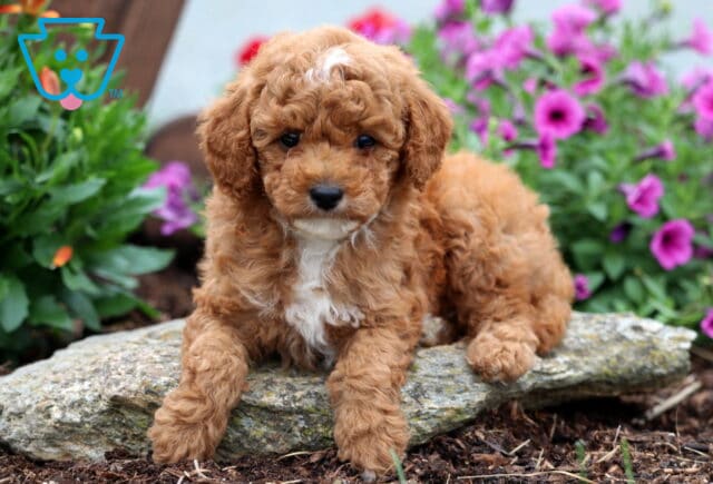 Curly-coated Mini Poodle puppy with apricot fur and a white chest lounges on a rock, framed by vibrant purple petunias and greenery in a garden setting. image