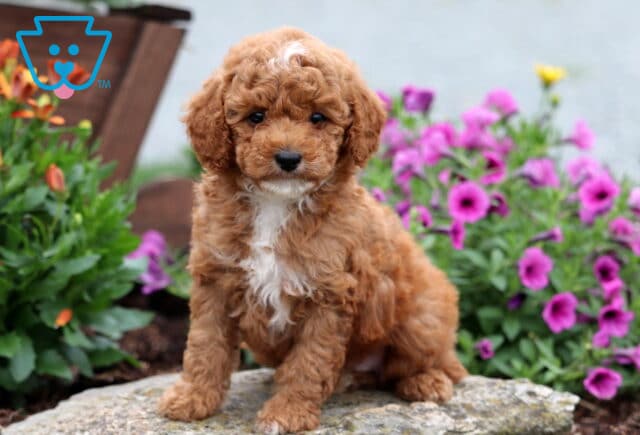Adorable Mini Poodle puppy with curly apricot fur and a white chest sits on a stone surrounded by blooming purple and orange flowers, giving a sweet and gentle expression. image