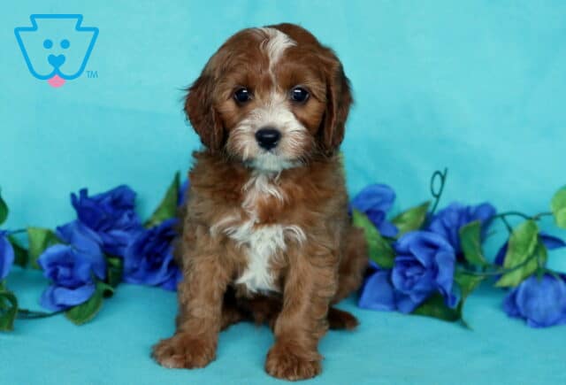 Adorable Cavapoo puppy sitting upright on a teal background, featuring a white chest blaze and curly red coat, framed by a cluster of blue artificial roses. image