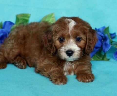 Houston Cavapoo2