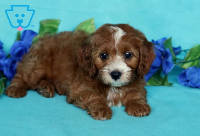 Sweet Cavapoo puppy with a soft red and white coat laying on a teal blanket, with bright blue artificial roses in the background. image