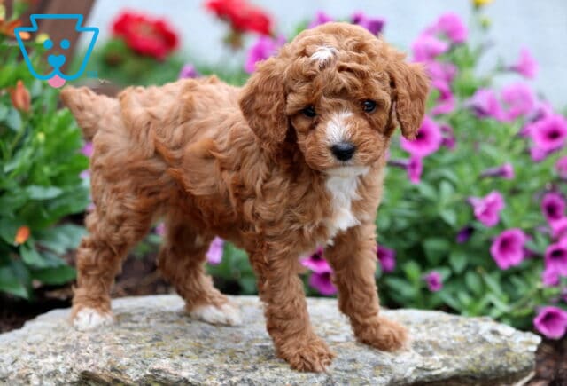 Fluffy Mini Poodle puppy with curly apricot coat and a white blaze on its forehead stands on a rock, with a colorful flower bed full of purple and red blooms in the background. image