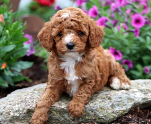 Adorable Mini Poodle puppy with soft, curly apricot fur and a white chest lounges on a stone surrounded by vibrant purple and pink flowers in a garden setting.