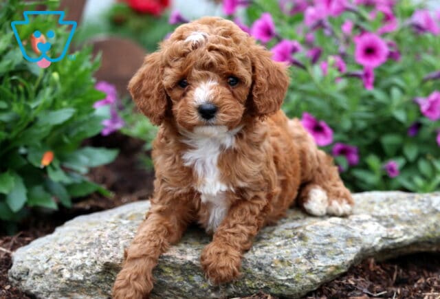 Adorable Mini Poodle puppy with soft, curly apricot fur and a white chest lounges on a stone surrounded by vibrant purple and pink flowers in a garden setting. image