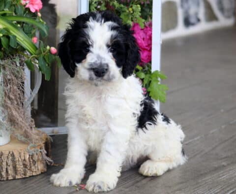 Hudson Cockapoo