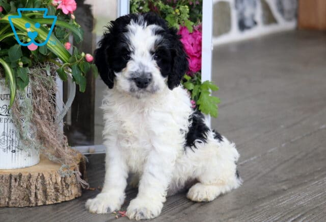 Hudson Cockapoo image