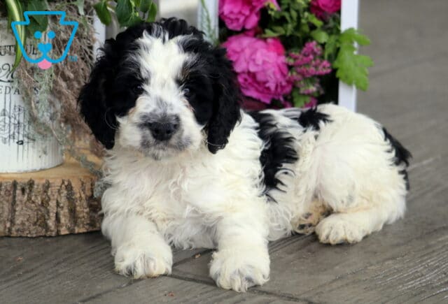 Hudson Cockapoo2 image