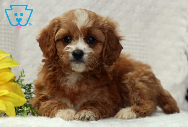 Fluffy Cavapoo puppy with a curly reddish-brown and white coat lying on a white blanket near a bright yellow sunflower. image