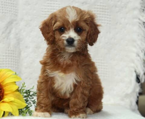 India Cavapoo2