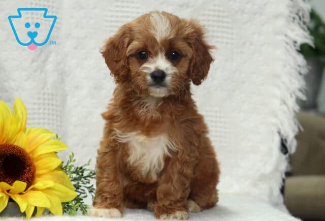 Curly-coated Cavapoo puppy with reddish-brown and white fur sitting on a white blanket beside a large sunflower. image