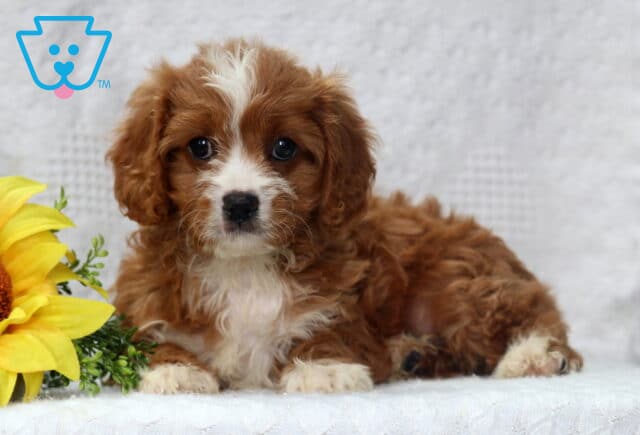 Reddish-brown Cavapoo puppy with curly fur and white markings lying on a white surface next to a bright yellow sunflower. image