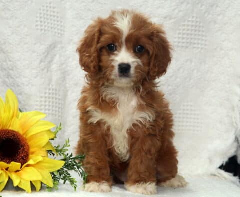 Isabell Cavapoo2