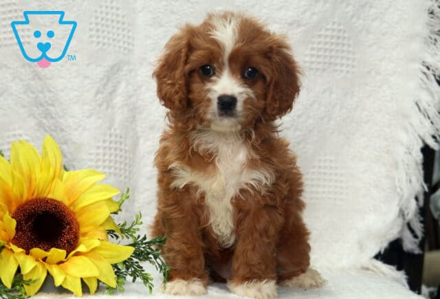 Fluffy Cavapoo puppy with a reddish-brown and white wavy coat sitting on a white blanket next to a large yellow sunflower. image