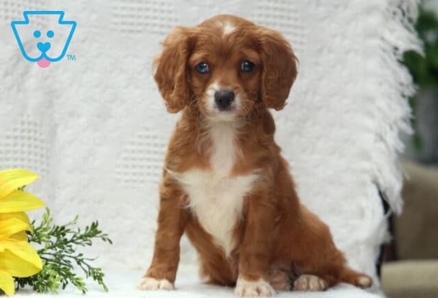 Adorable Cavapoo puppy with soft reddish-brown fur and a white chest sitting upright on a white blanket next to a yellow sunflower. image