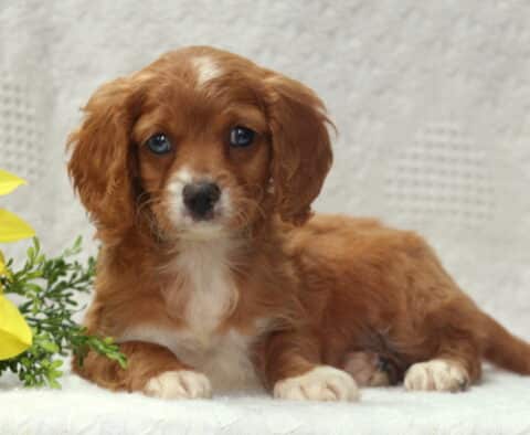 Ivory Cavapoo2