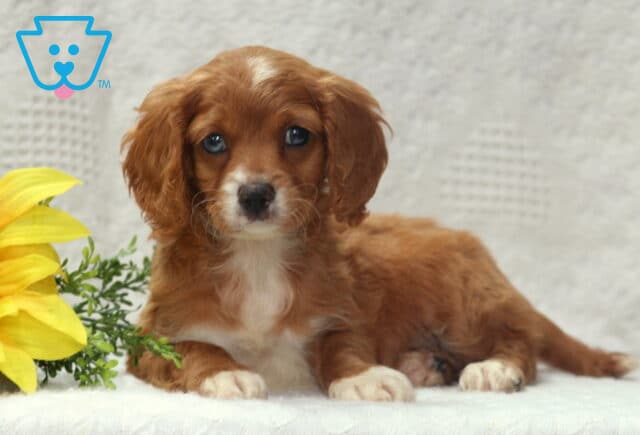Sweet Cavapoo puppy with reddish-brown fur and white markings lying down on a white blanket beside a large yellow sunflower. image