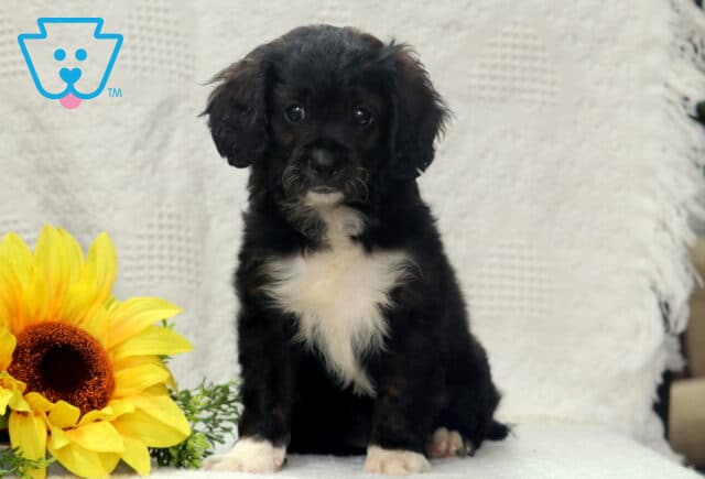 Izzy Cavapoo image