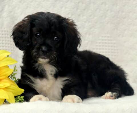 Izzy Cavapoo2