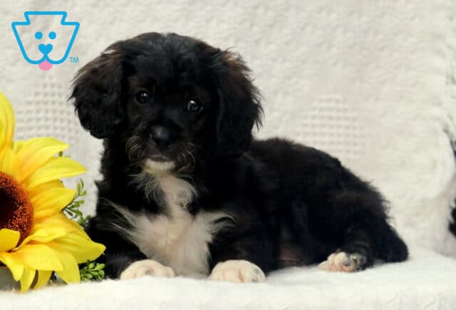 Izzy Cavapoo2 image