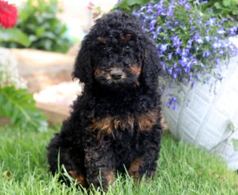 Curly black and tan Poodle puppy sitting in the grass in front of a white planter filled with purple flowers.