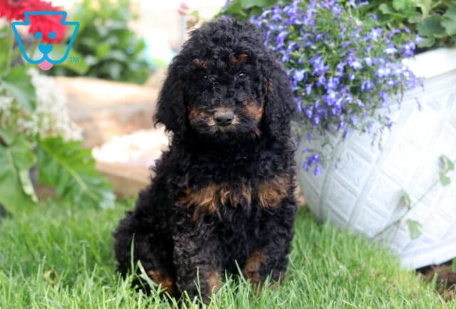 Curly black and tan Poodle puppy sitting in the grass in front of a white planter filled with purple flowers. image