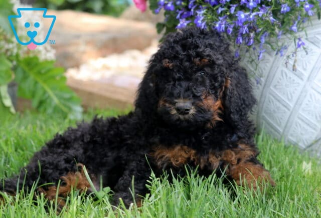 Black and tan Poodle puppy lying in green grass beside a large white planter filled with purple flowers. image
