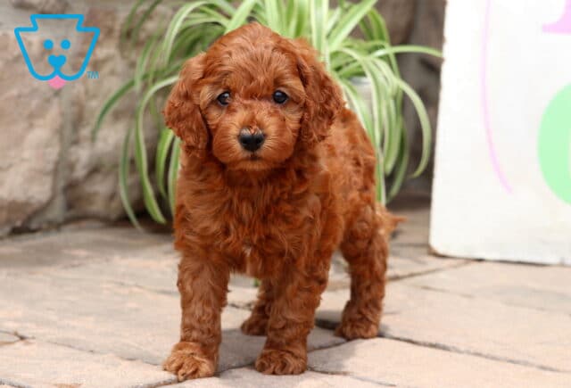 Adorable red Cockapoo puppy standing on a stone patio in front of a green spider plant, with a soft and curious gaze. image
