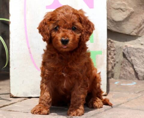Fluffy red Cockapoo puppy sitting on a sunlit patio, with its tiny tongue peeking out and a playful expression on its face.