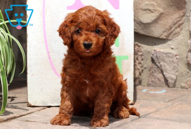 Fluffy red Cockapoo puppy sitting on a sunlit patio, with its tiny tongue peeking out and a playful expression on its face. image