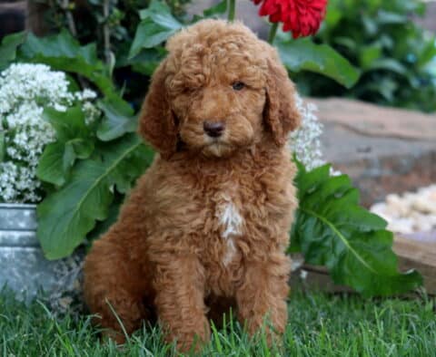 Curly-coated apricot Poodle puppy sitting on green grass in front of white flowers and red daisies, looking calmly at the camera.