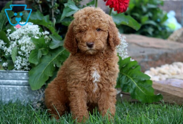Curly-coated apricot Poodle puppy sitting on green grass in front of white flowers and red daisies, looking calmly at the camera. image