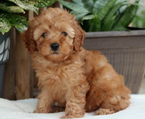 Jazzy Toy Poodle