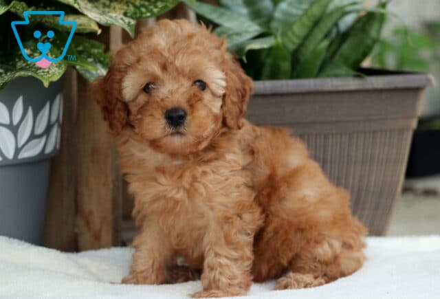 Light red Toy Poodle puppy sitting on a soft white blanket in front of potted plants, with a fluffy coat and a calm, curious expression. image